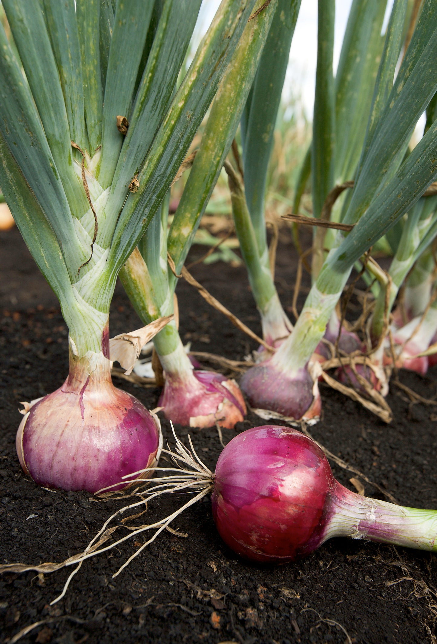 100 SCARLET BANDIT Bunching ONION Red Allium Cepa Vegetable Seeds