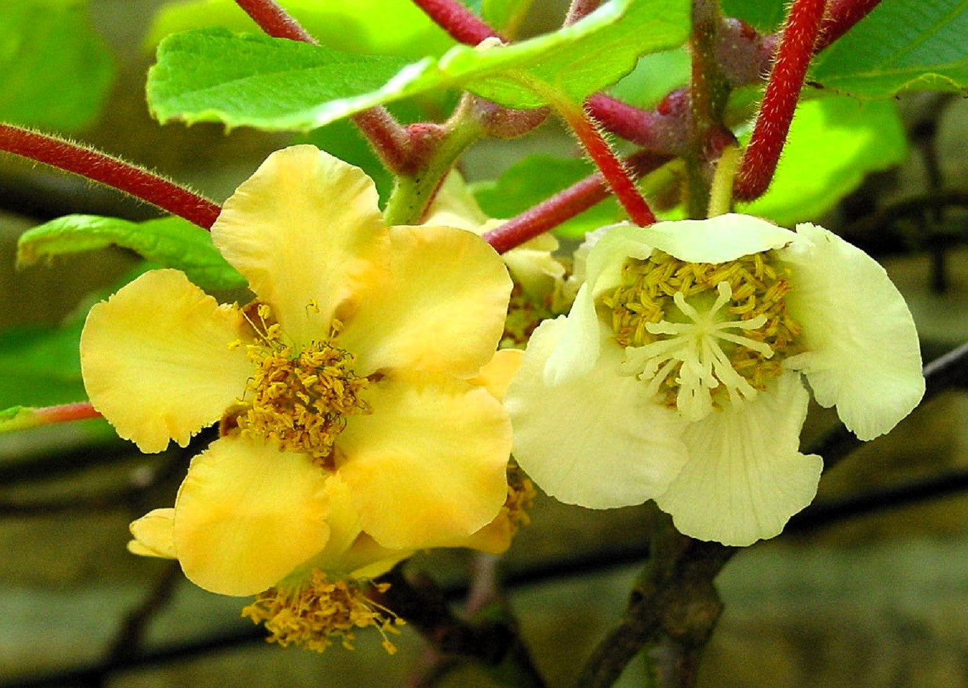 50 GOLDEN KIWI FRUIT Yellow Actinidia Chinensis Kiwifruit Chinese Gooseberry Flower Vine Seeds