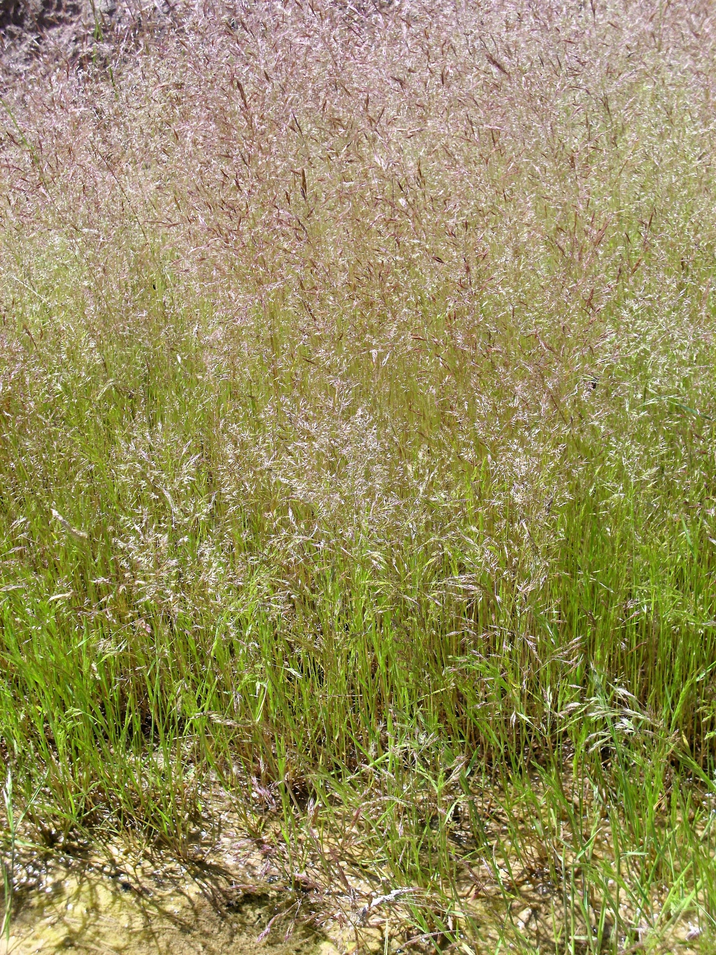 200 CLOUD GRASS Agrostis Nebulosa White Flower Tan Ornamental Grass Se ...