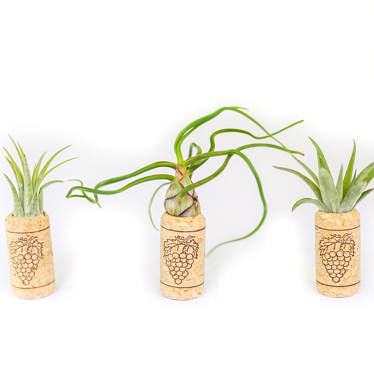 Magnetic Wine Corks with Assorted Tillandsia Air Plants - Set of 3, 6 or 9