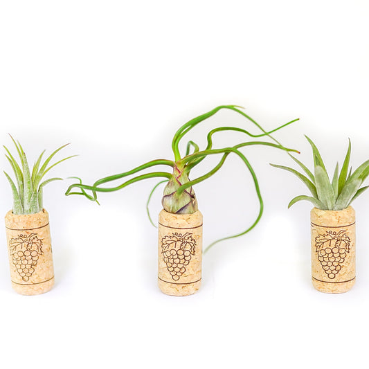 Magnetic Wine Corks with Assorted Tillandsia Air Plants - Set of 1, 3 or 5