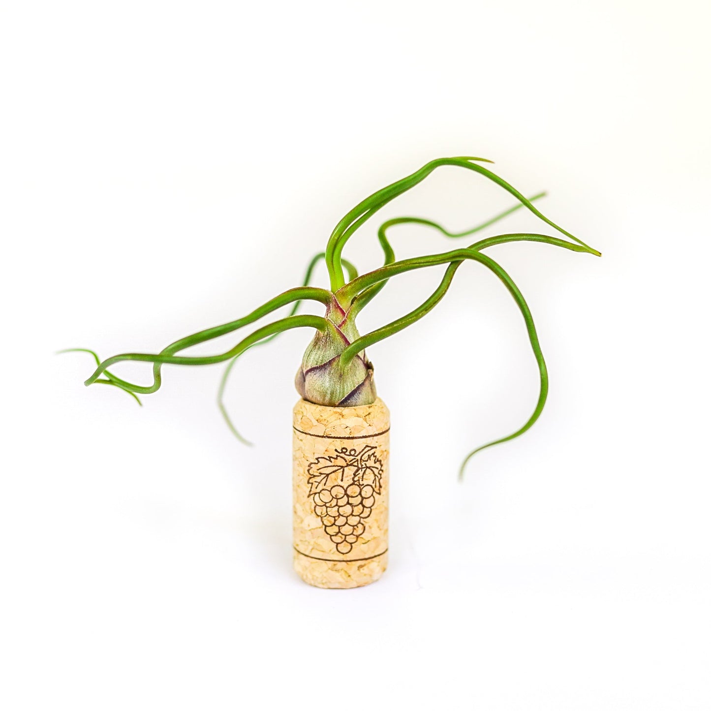 Magnetic Wine Corks with Assorted Tillandsia Air Plants - Set of 3, 6 or 9