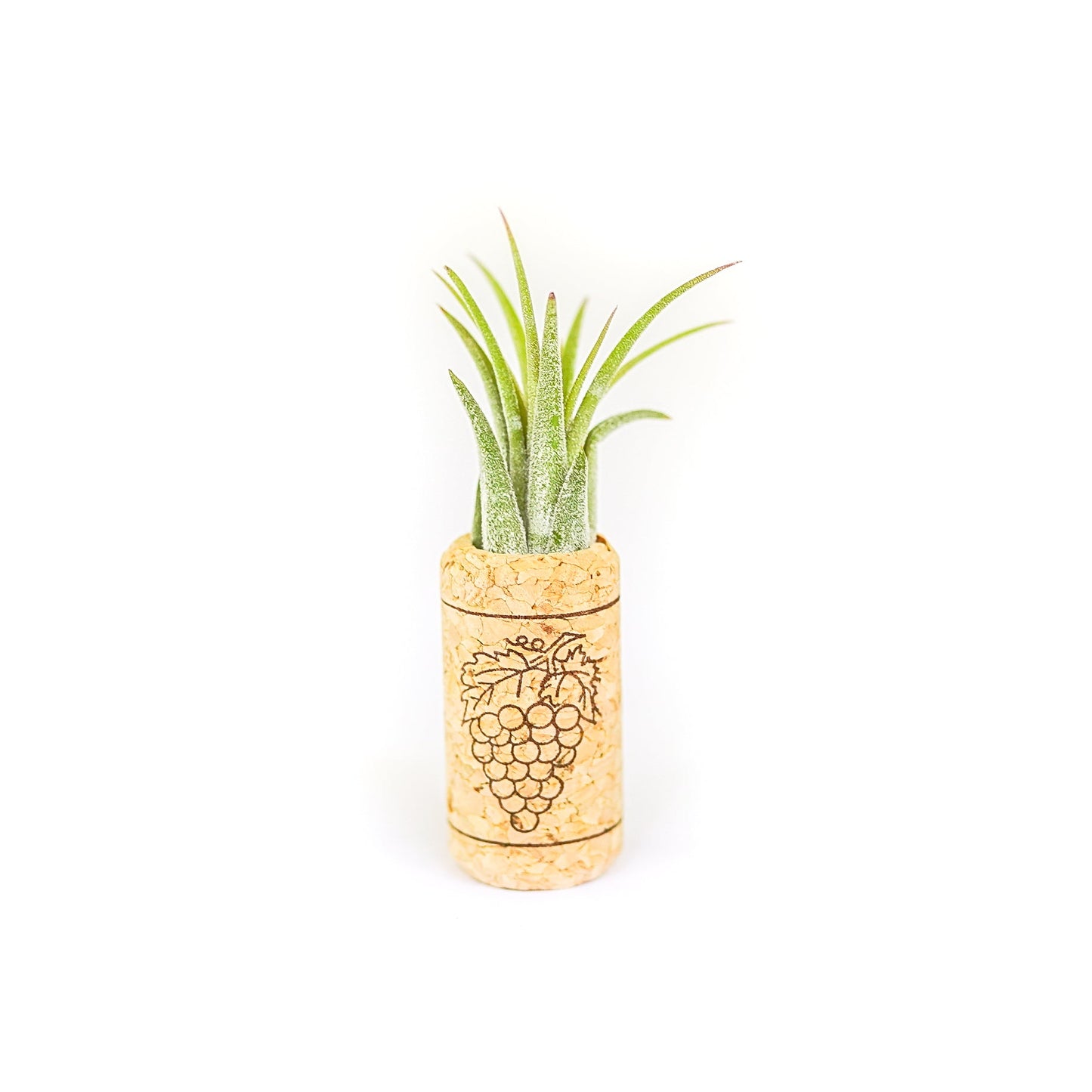air plant cork magnets Magnetic Wine Cork with Tillandsia Assorted Air Plant – Seedville USA