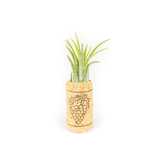 Magnetic Wine Cork with Tillandsia Assorted Air Plant