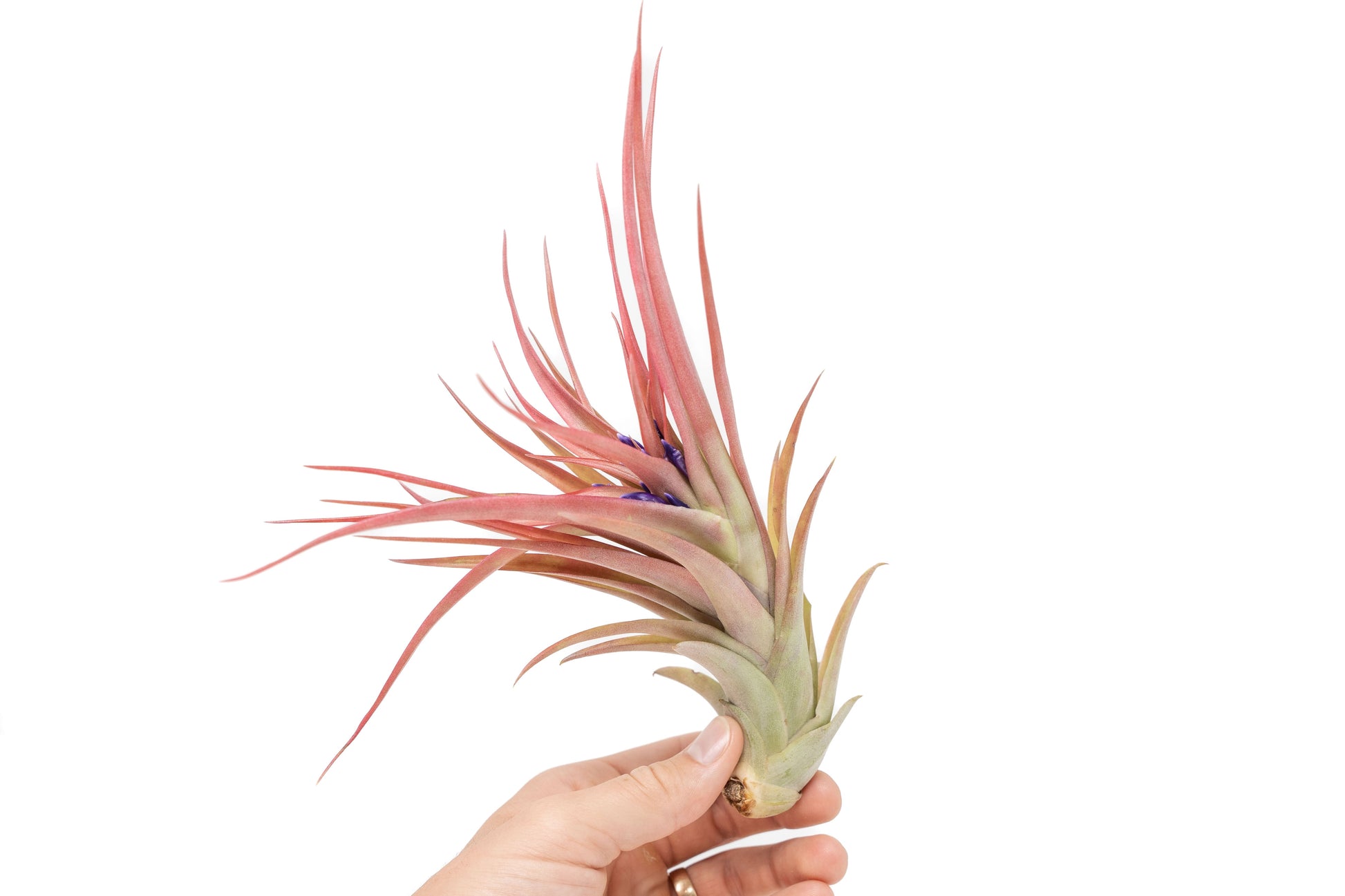 red abdita air plant care Large Tillandsia Abdita Brachycaulos Air Plants / 5-6 Inch Plants – Seedville USA