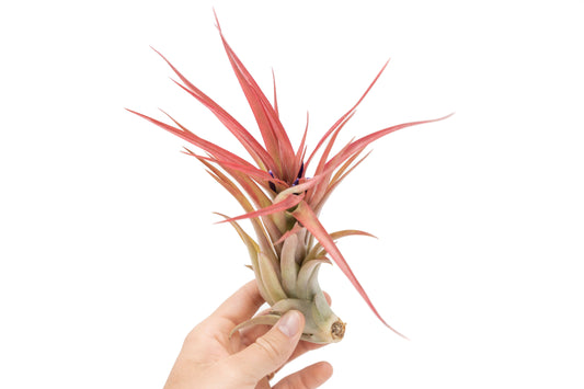 Large Tillandsia Abdita Brachycaulos Air Plants / 5-6 Inch Plants