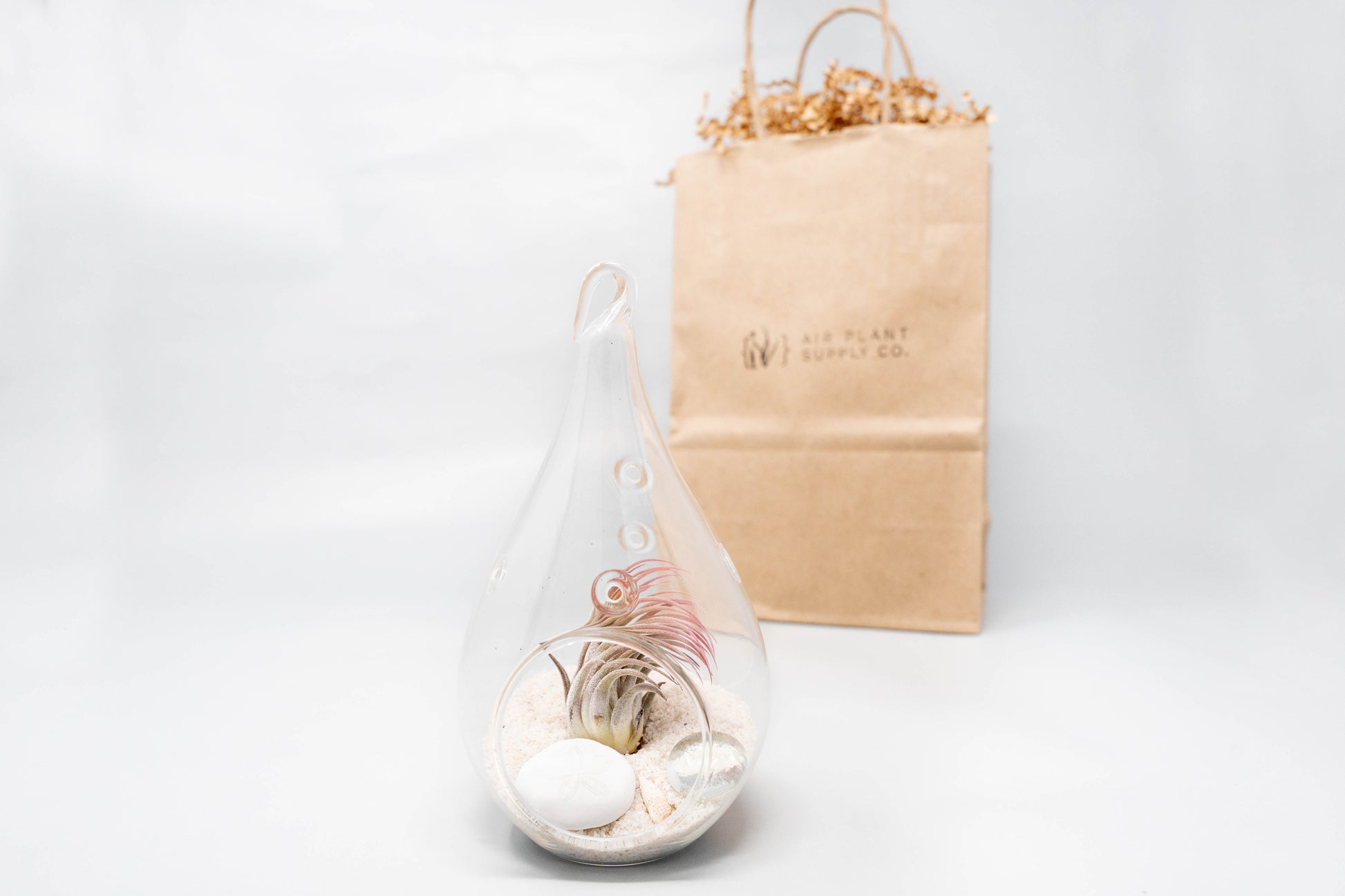air plant kit Gift Wrapped Terrarium Kits with Tillandsia Air Plants – Seedville USA