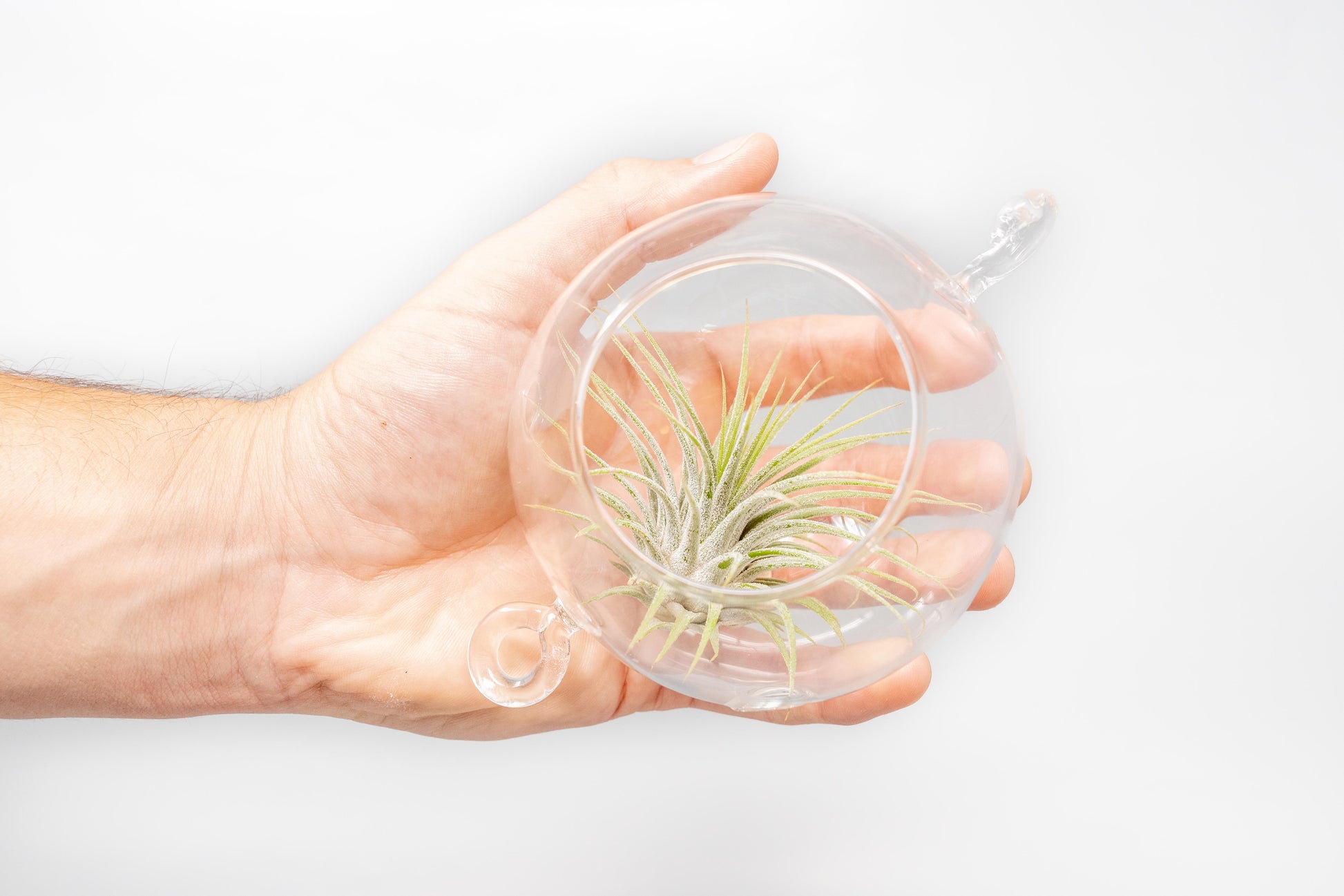 terrarium hanging air plants Hanging Globe Terrariums with Double-Hooks – Seedville USA