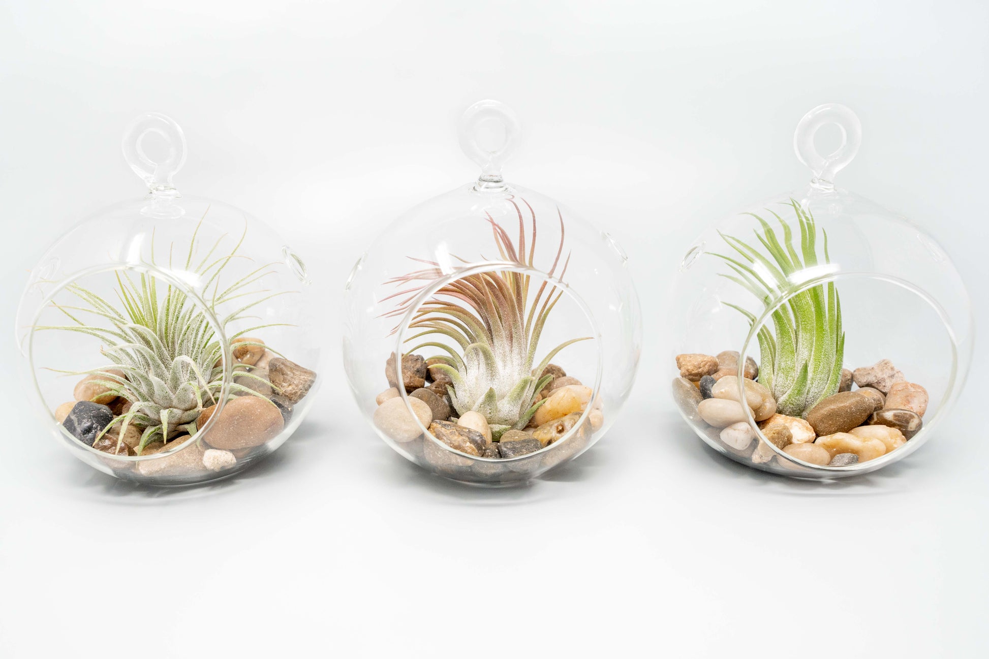 air plant terrarium globe Terrarium Globe with Flat Bottom, Air Plant & River Stones – Seedville USA