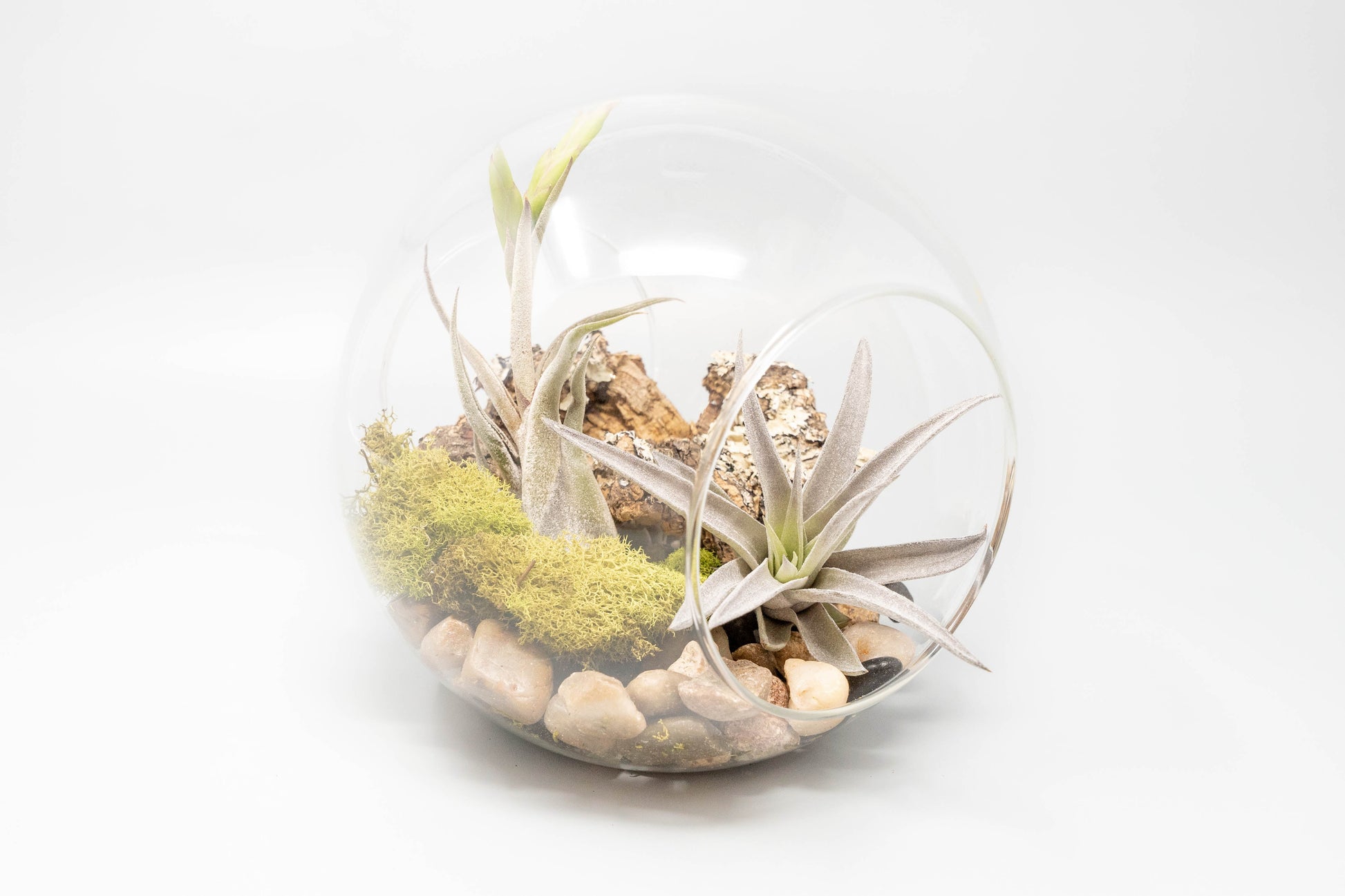 terrarium plant seeds for sale Large Hand-Blown Glass Terrarium with 2 Open Ends – Seedville USA