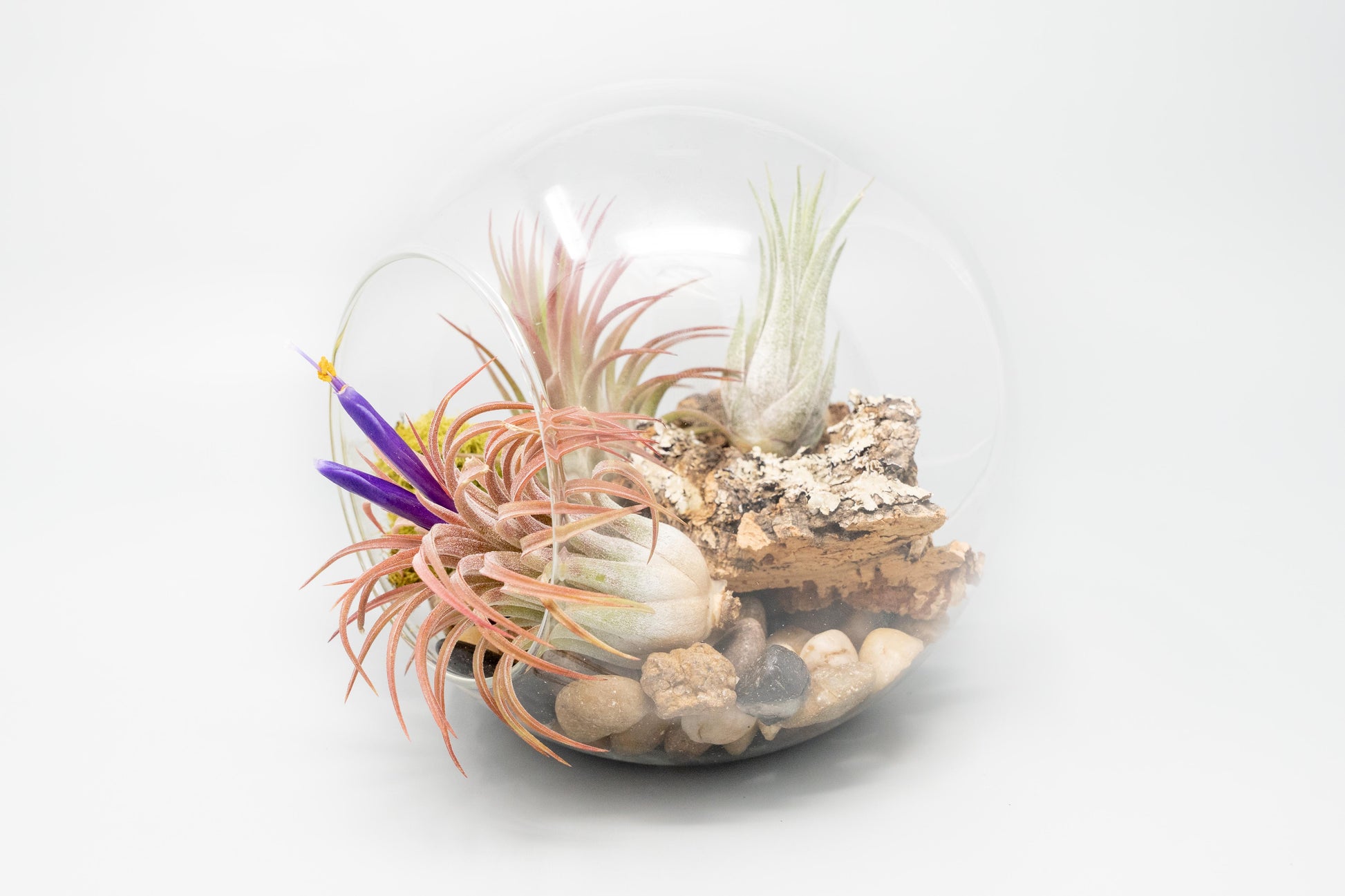 large glass plant terrarium Large Hand-Blown Glass Terrarium with 2 Open Ends – Seedville USA