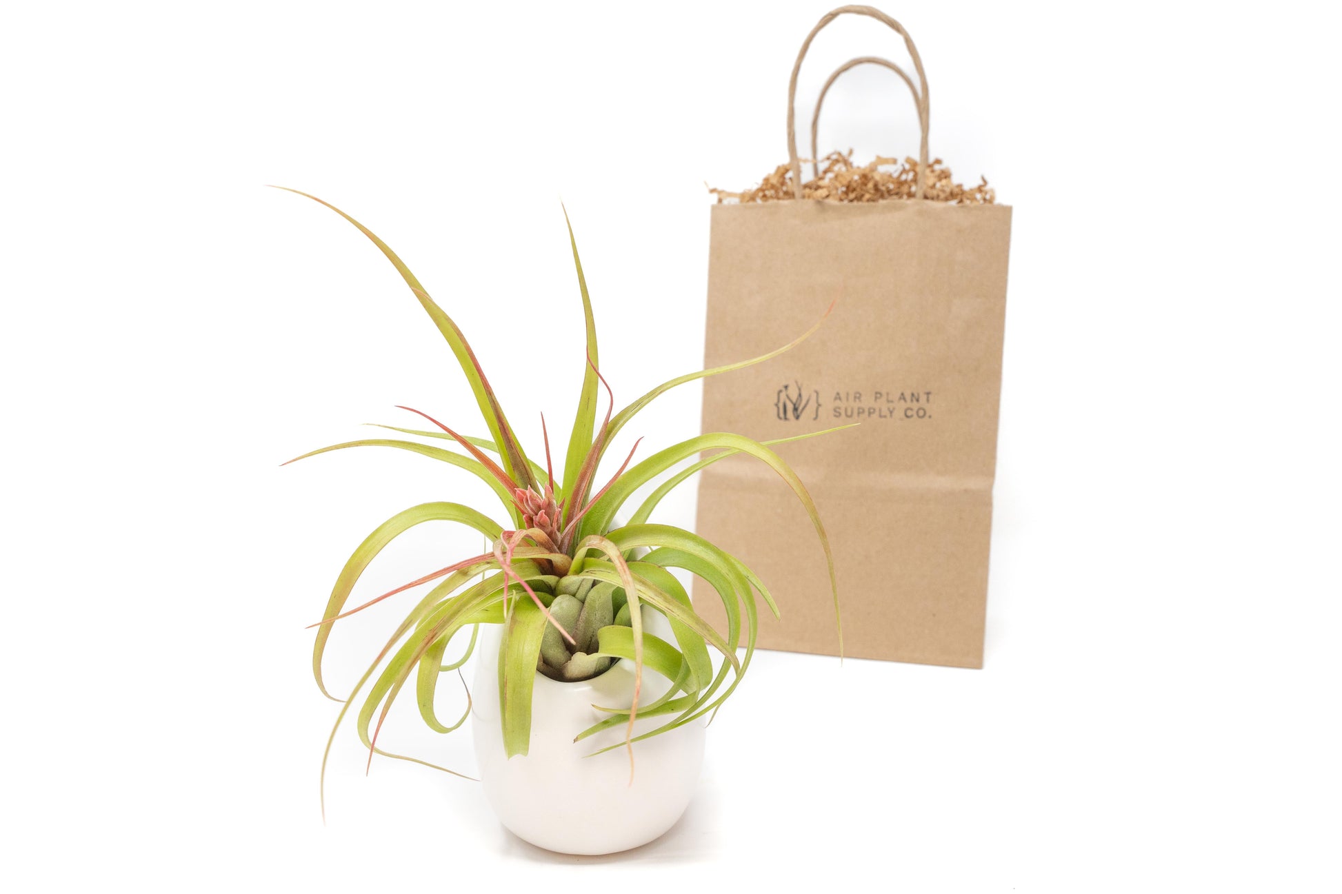 air plant gift Gift Wrapped Large Ivory Ceramic Vase With Custom Tillandsia Air Plant – Seedville USA