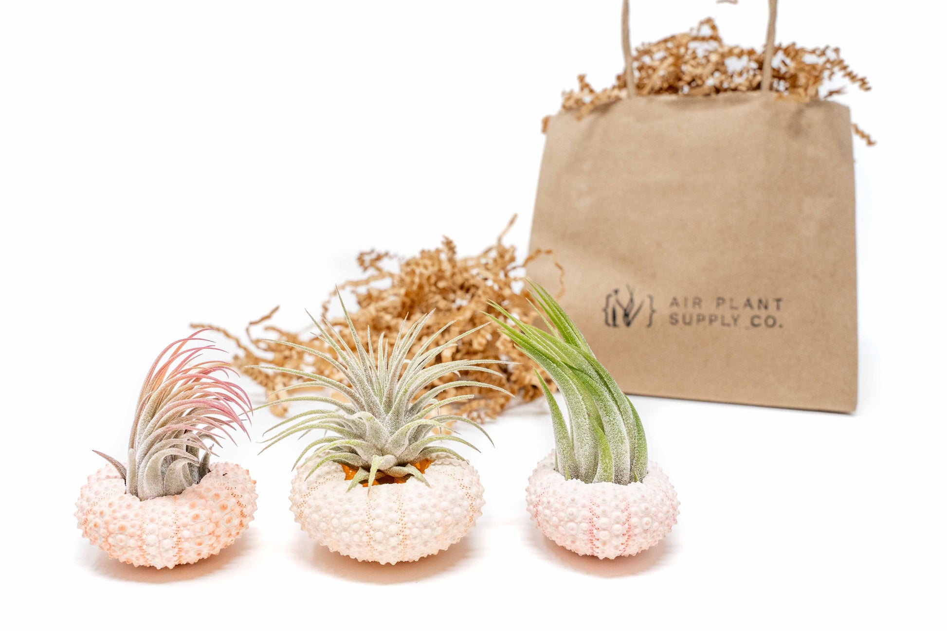 air plants gift Gift Wrapped Pink Urchins with Tillandsia Air Plants – Seedville USA