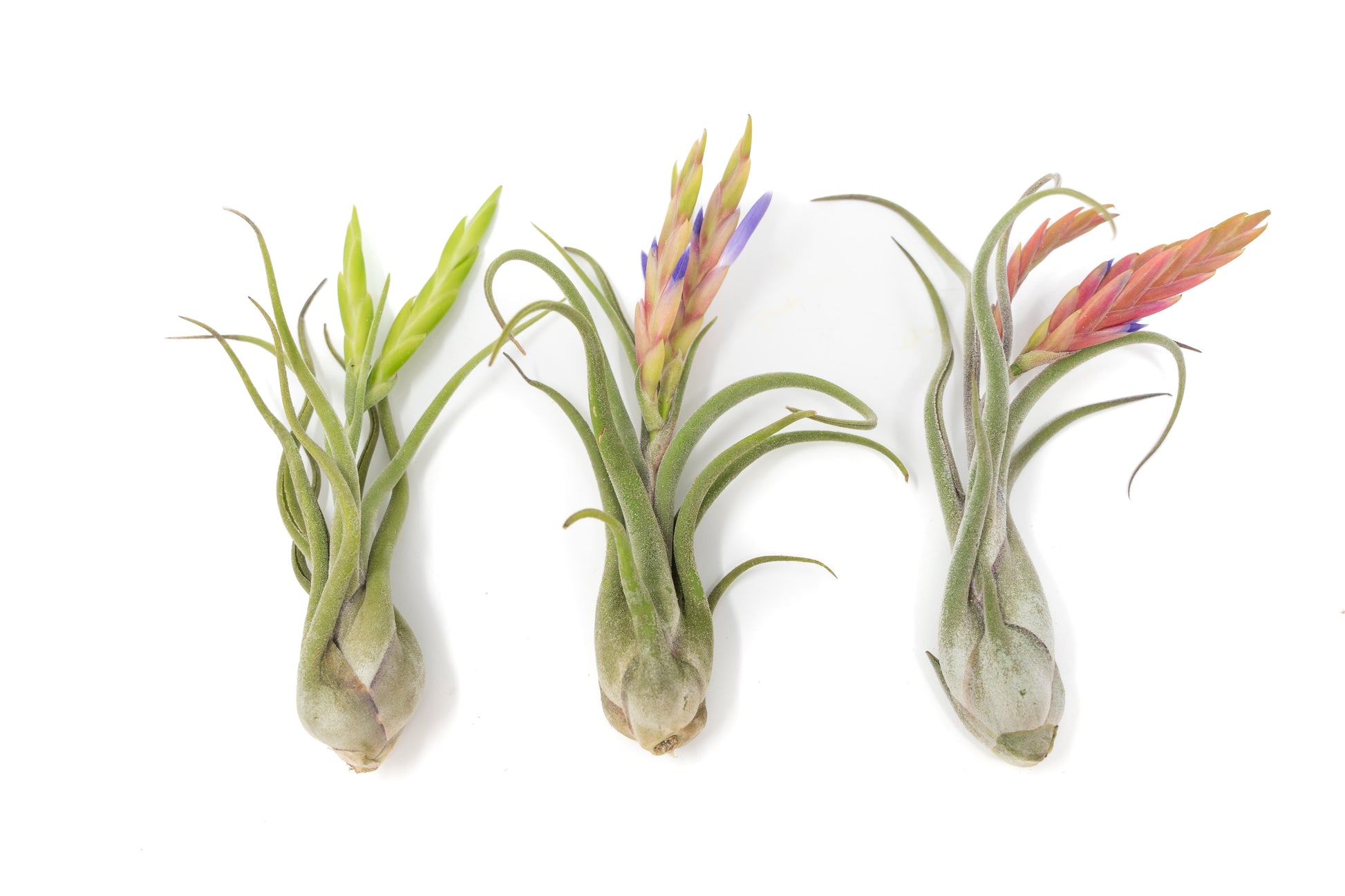 flowering air plants for sale BLOOM SALE - Tillandsia Caput Medusae Air Plants - Set of 10 or 20
