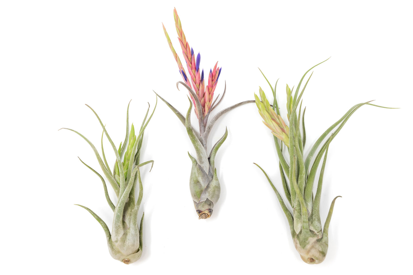 Large Tillandsia Caput Medusae Air Plants / 5-8 Inch Plants