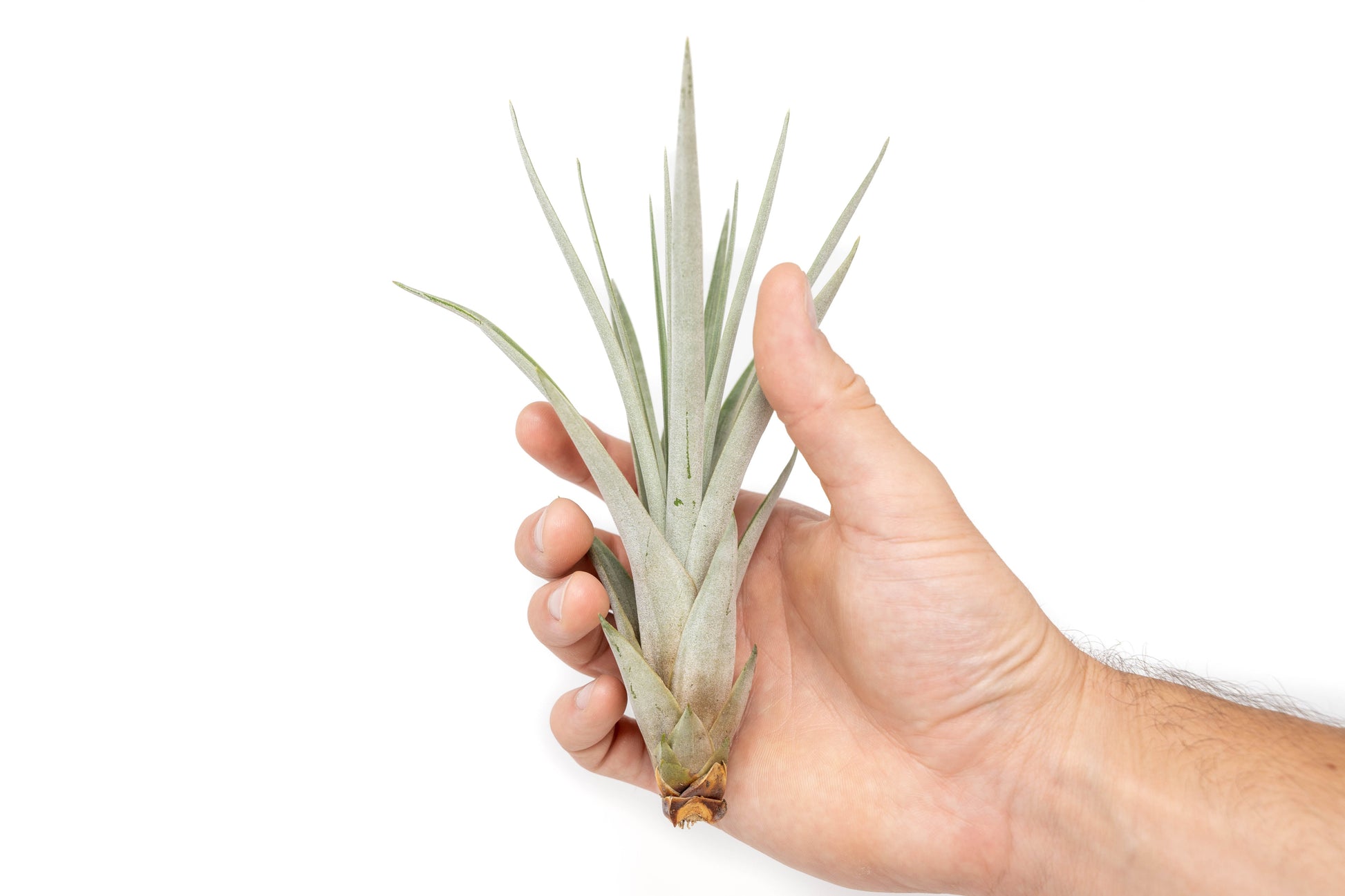 large air plants for sale SALE - Large Tillandsia Fasciculata Tricolor Air Plants - Set of 5 or 10