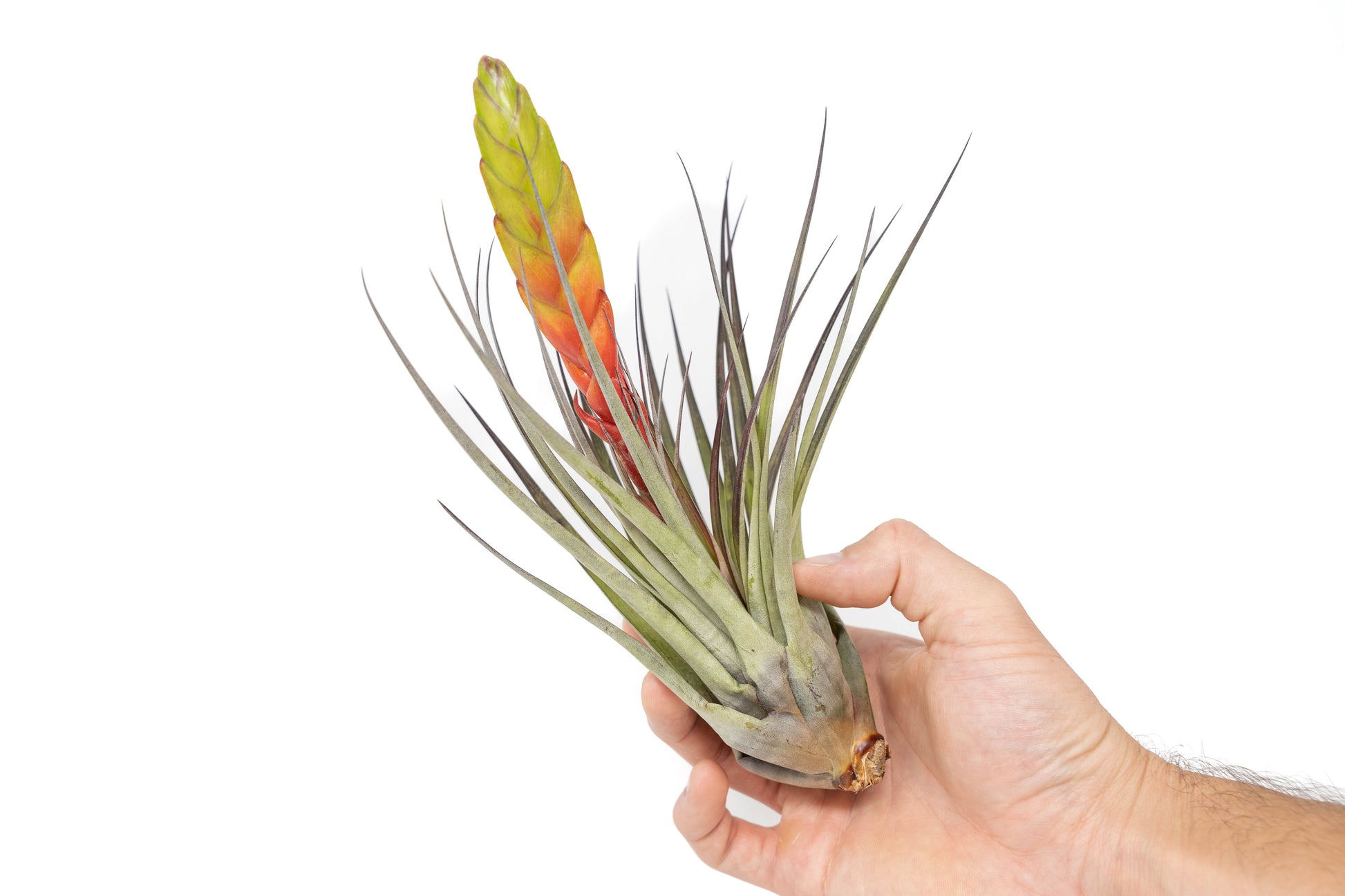 buy large air plants SALE - Large Tillandsia Fasciculata Tricolor Air Plants
