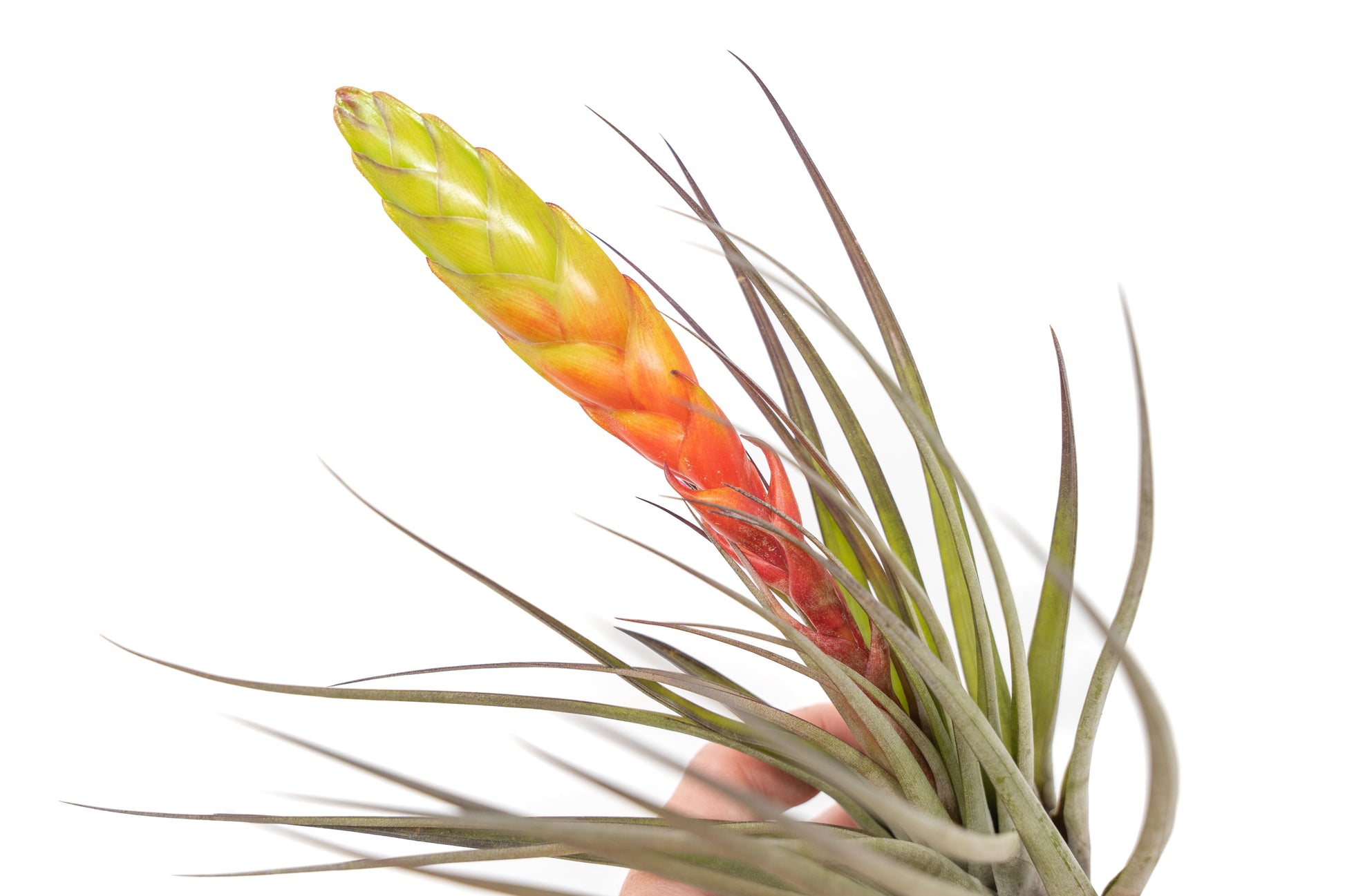tricolor air plant Tillandsia Fasciculata Tricolor Golden Torch Air Plants – Seedville USA