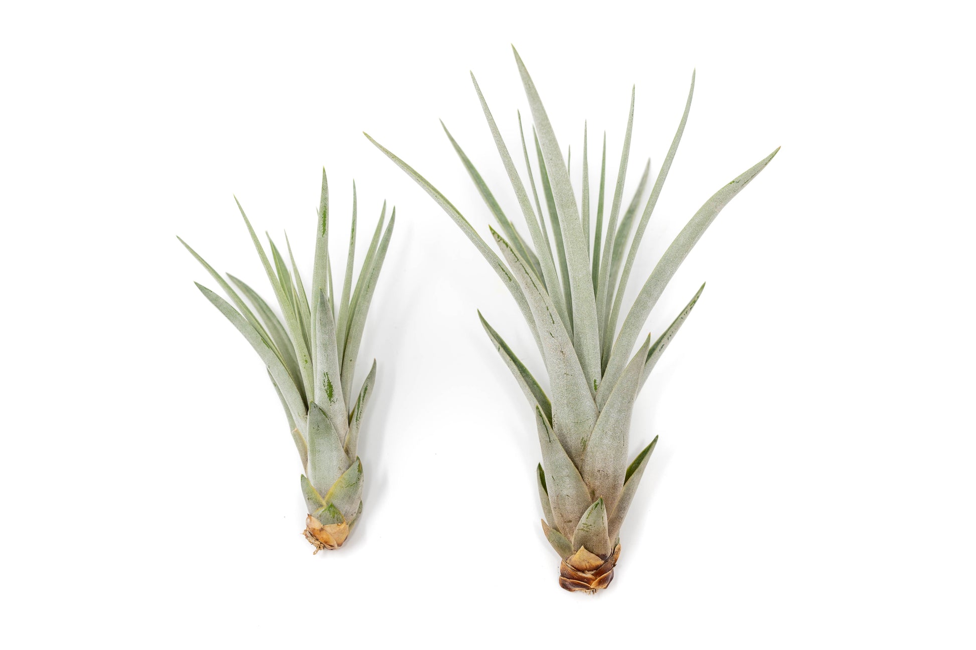 tricolor air plant SALE - Large Tillandsia Fasciculata Tricolor Air Plants