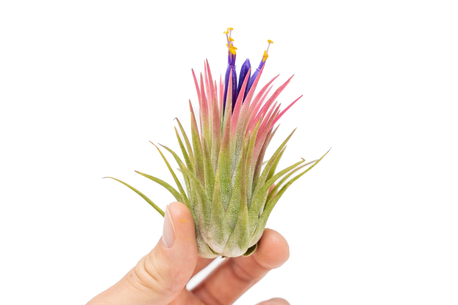 tillandsia ionantha guatemala air plants Large Tillandsia Ionantha Rubra Air Plants – Seedville USA