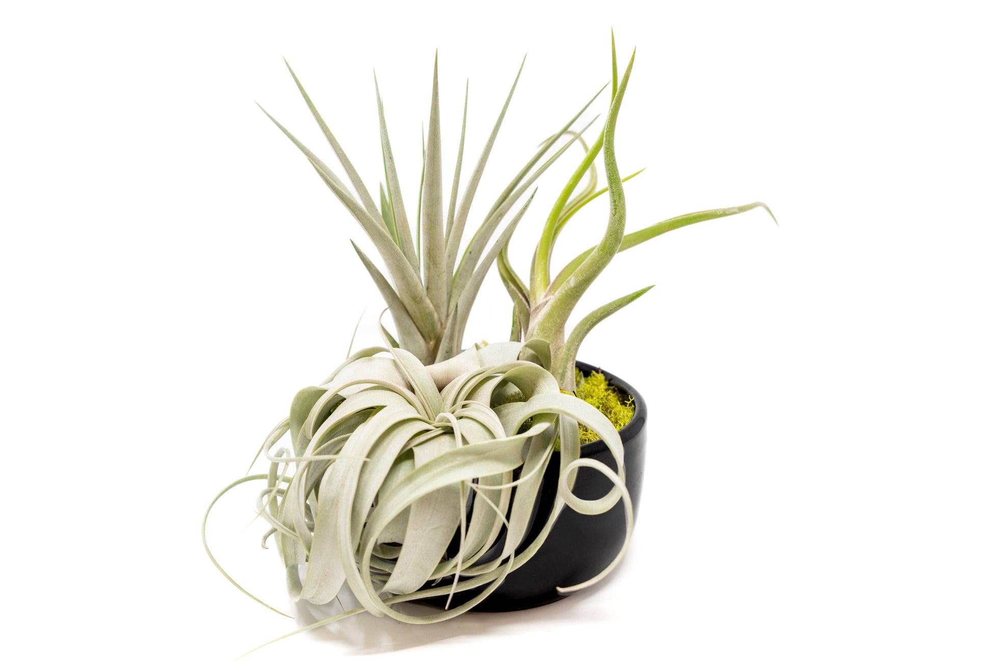 open air plants Large Fully Assembled Air Plant Bowl Garden