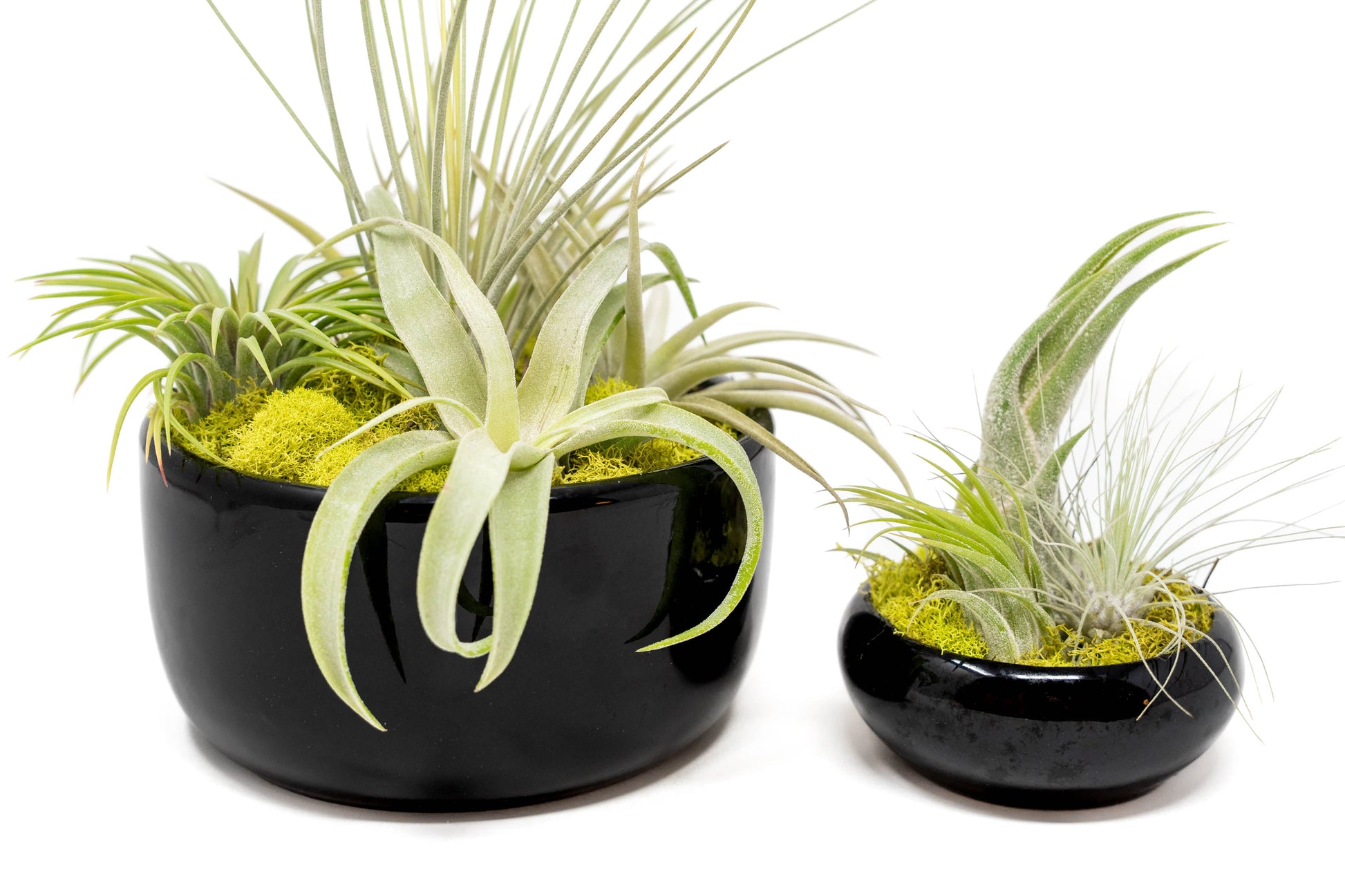 air plants in bowl Large Fully Assembled Air Plant Bowl Garden – Seedville USA