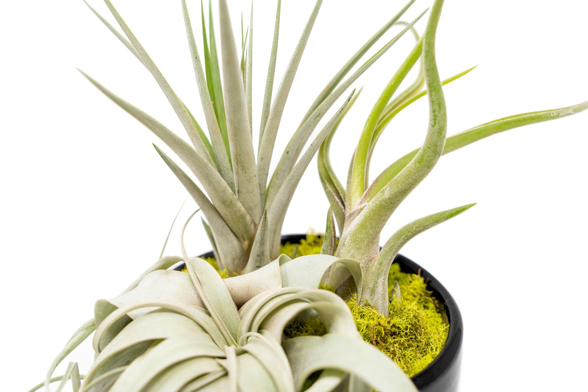 large air plant Large Fully Assembled Air Plant Bowl Garden – Seedville USA