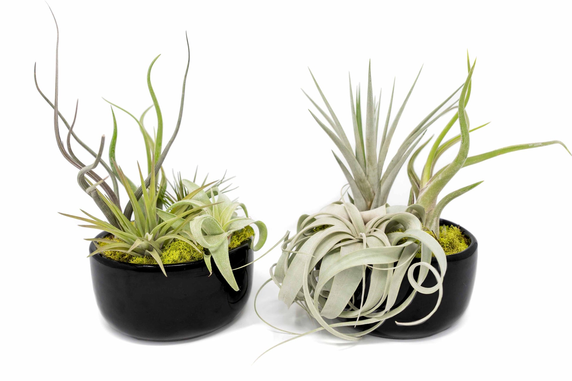 buy air plant seeds Large Fully Assembled Air Plant Bowl Garden – Seedville USA
