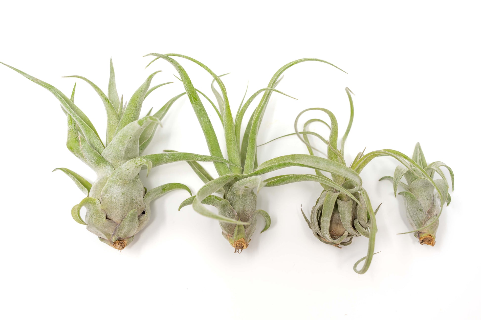 air plant pups for sale SALE - Tillandsia Streptophylla Air Plants - Set of 3 or 6