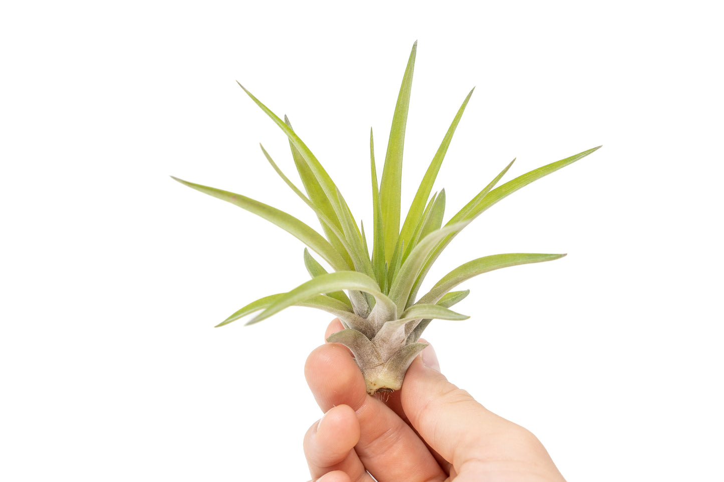 Large Tillandsia Velutina Air Plants / 4-6 Inch Plants