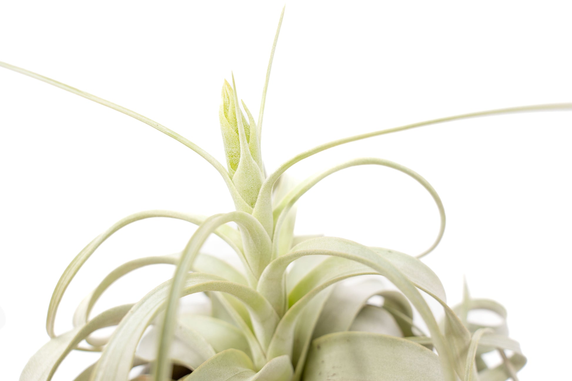 xerographica air plant Tillandsia Xerographica Air Plants