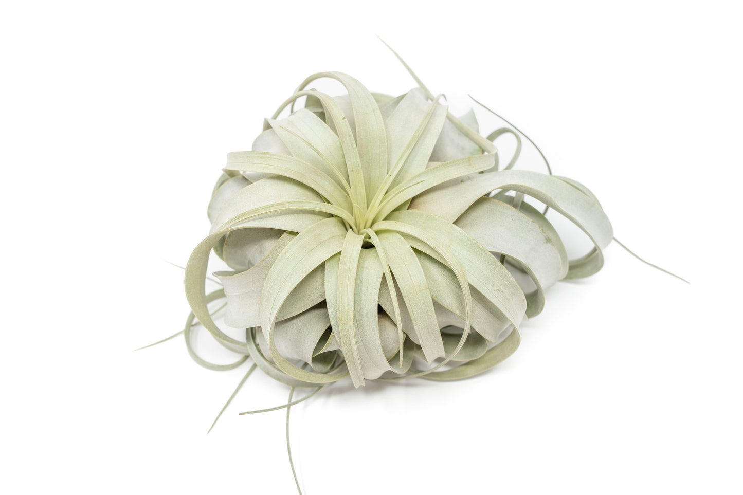 Large Tillandsia Xerographica / 6-8 Inches Wide