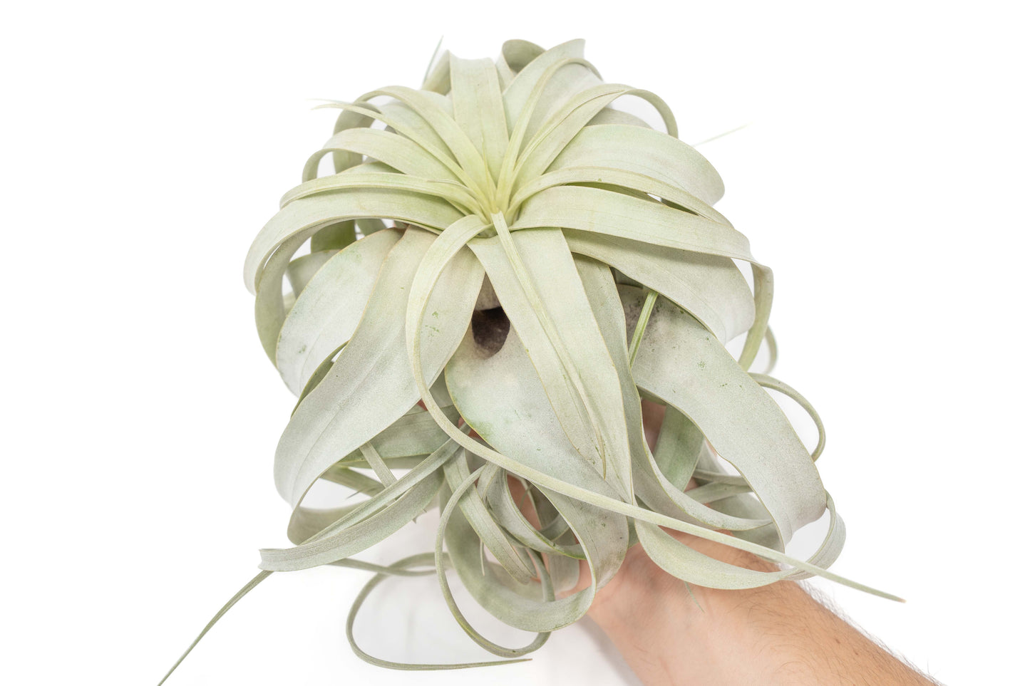 Large Tillandsia  Xerographica + 1 Year Air Plant Fertilizer Pack