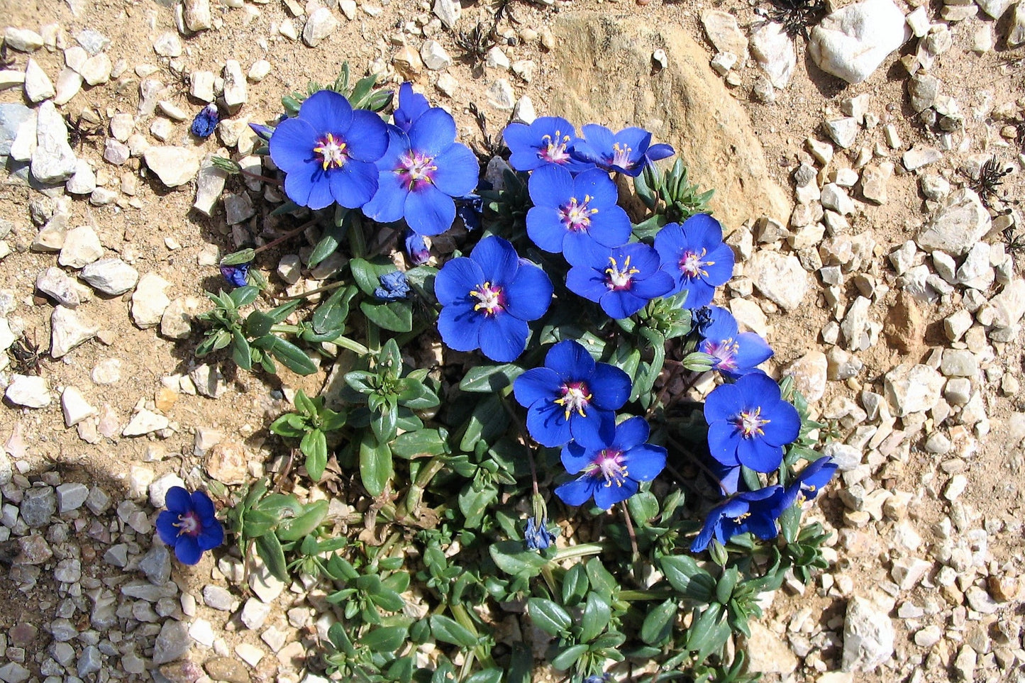 100 BLUE & SCARLET PIMPERNEL Anagallis Monellii Anagallis Arvensis Flower Seeds