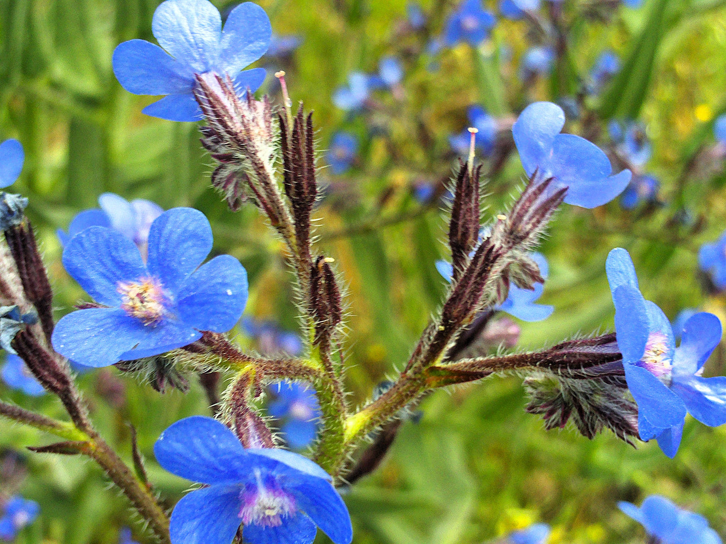 100 BLUE ANGEL ANCHUSA (Summer Forget Me Not) Anchusa Carpensis Flower Seeds