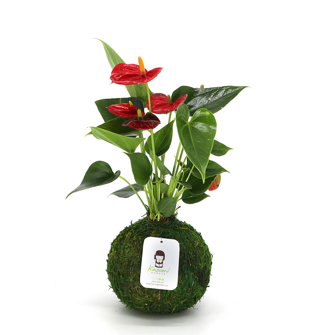 Anthurium | Moss Ball Kokedamas