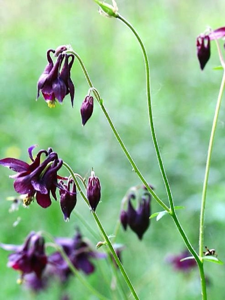 20 BLACK COLUMBINE Dark Columbine Aquilegia Atrata Deep Purple Flower Seeds