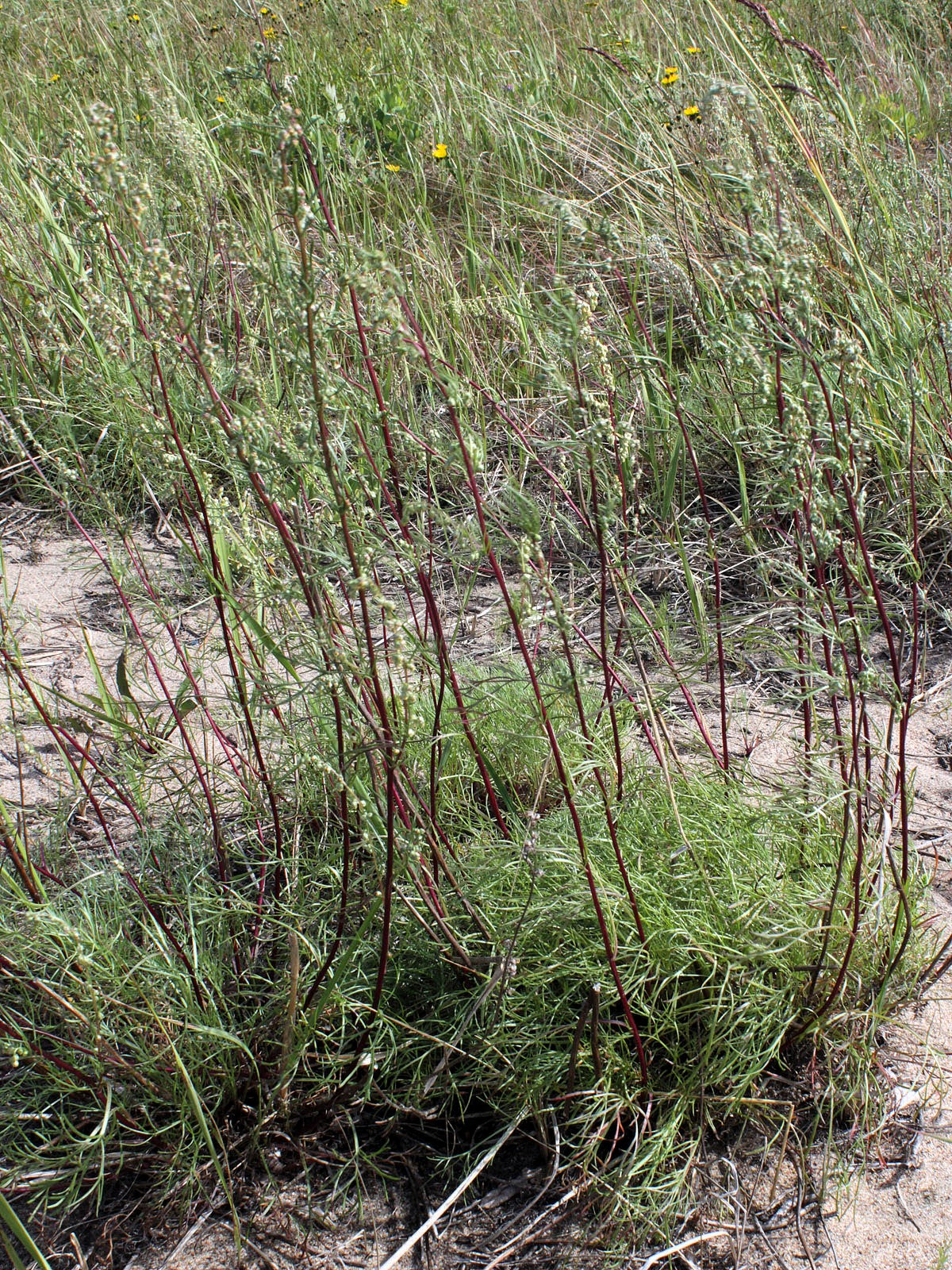 500 BEACH WORMWOOD Artemisia Campestris Caudata Silvermound Red Sagewort Herb Flower Seeds