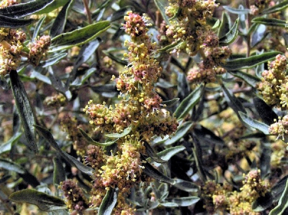 100 FOURWING SALTBRUSH Atriplex Canescens Gray Sage Brush Chamiso Desert Shrub Seeds