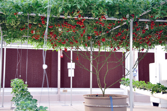 40 ITALIAN TREE TOMATO 'Trip L Crop' Lycopersicon Red Fruit Vegetable Seeds