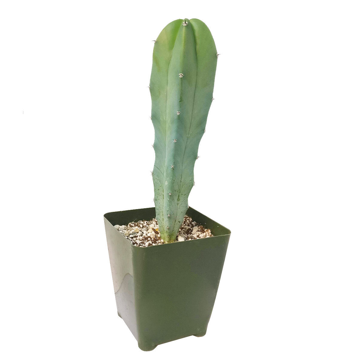 Blue Candle CACTUS