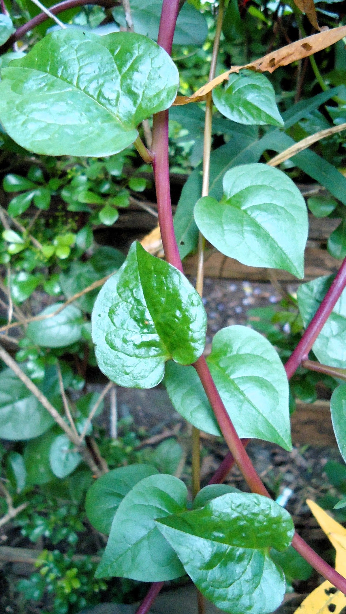 50 RED Stem MALABAR SPINACH Red Vine Ceylon Basella Alba Rubra Vegetable Seeds
