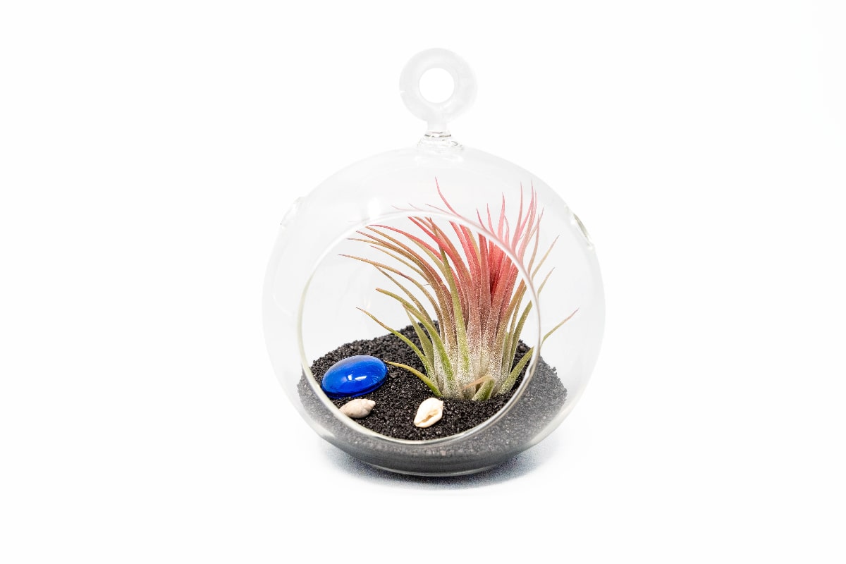 air plant terrariums for sale SALE