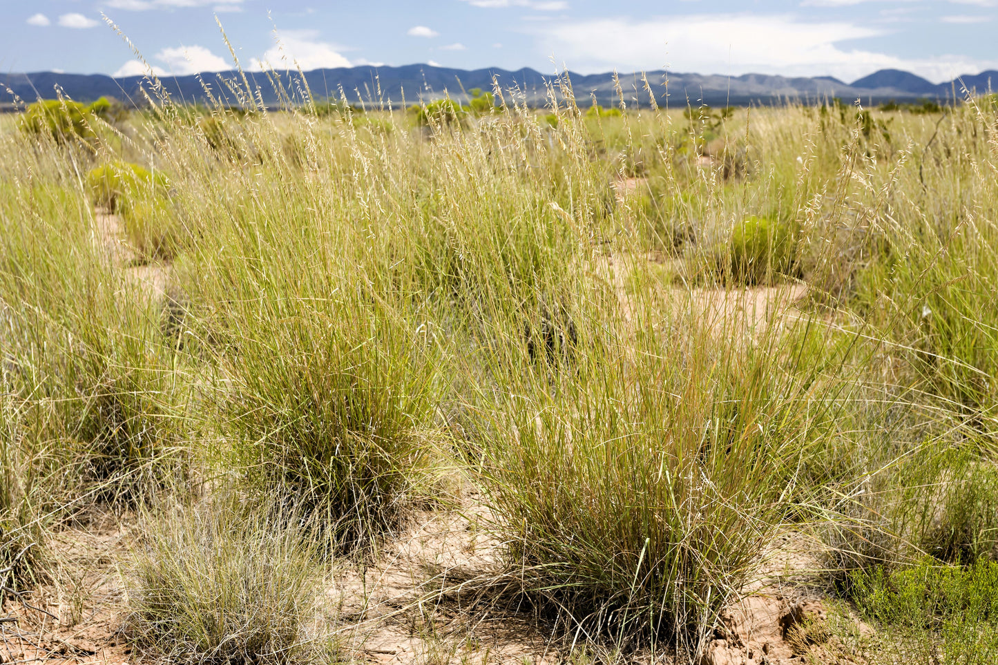 100 MESQUITE / SIDEOATS GRASS Ornamental Bouteloua Curtipendula Seeds