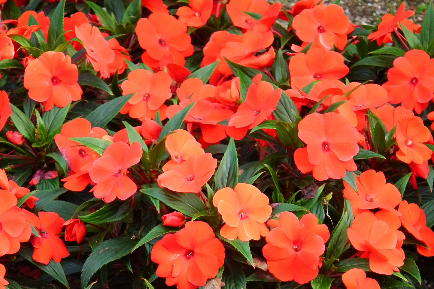 50 MIXED COLORS Dwarf IMPATIENS Walleriana Sun or Full Shade Red, White, Pink, Carmine, Scarlet, & Orange Flower Seeds