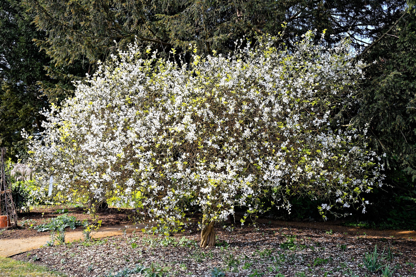 5 HARDY ORANGE TREE Trifoliate Citrus Trifoliata Poncirus Fruit White Flower Seeds