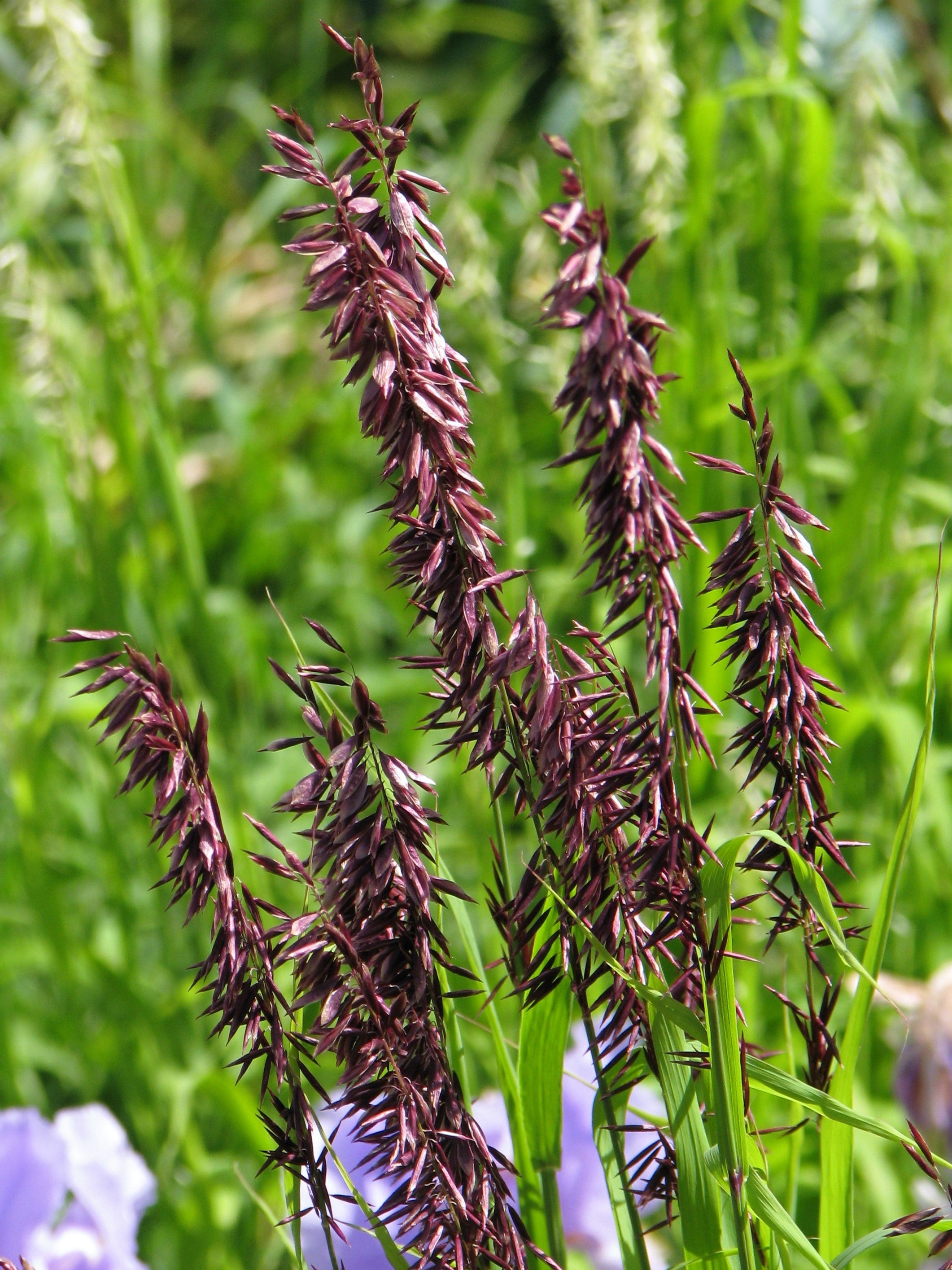 20 RED Spire MELIC GRASS Purple Melica Transsilvanica Flower Seeds ...
