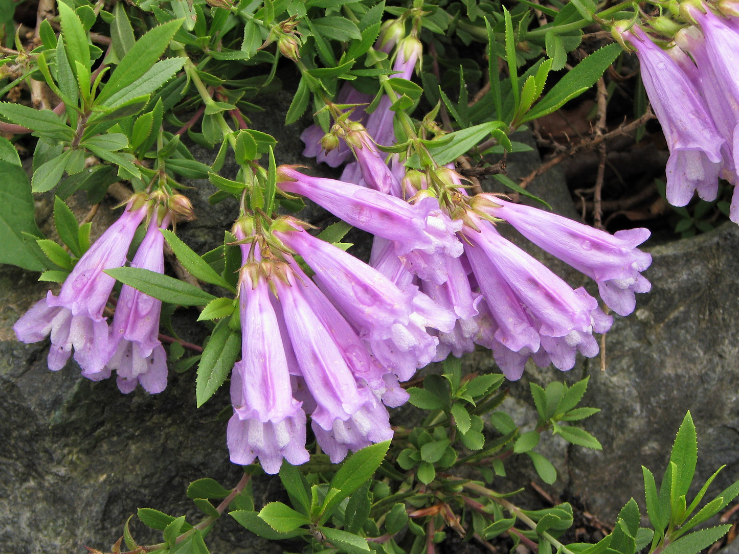 50 ALPINE PENSTEMON Davidsonii Davidson's Beardtongue Purple Flower Seeds