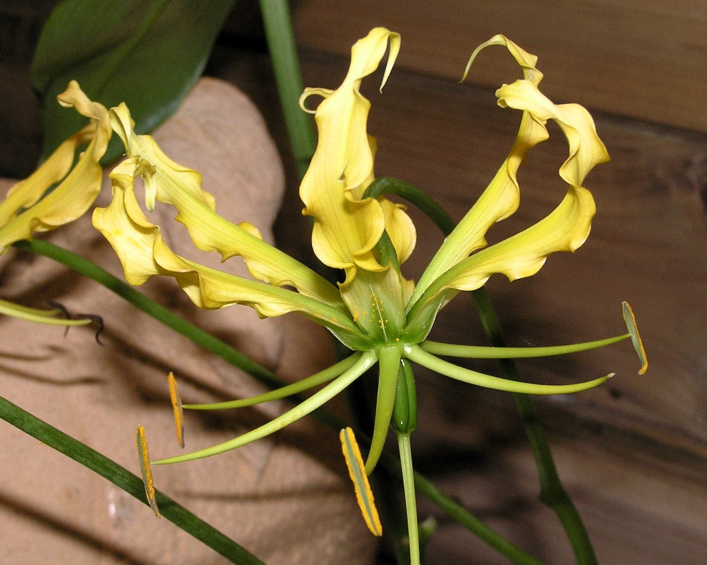 10 YELLOW GLORIOSA LILY Flame Lily Gloriosa Lutea Flower Vine Seeds