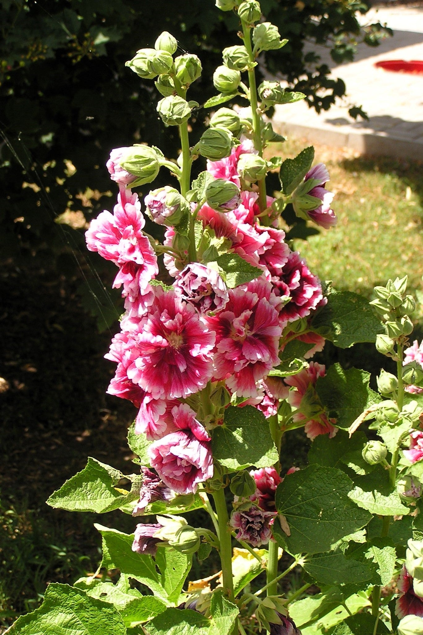 50 Dwarf Double HOLLYHOCK MAJORETTE MIX Alcea Rosea Red Pink White Maroon Yellow Mixed Color Flower Seeds